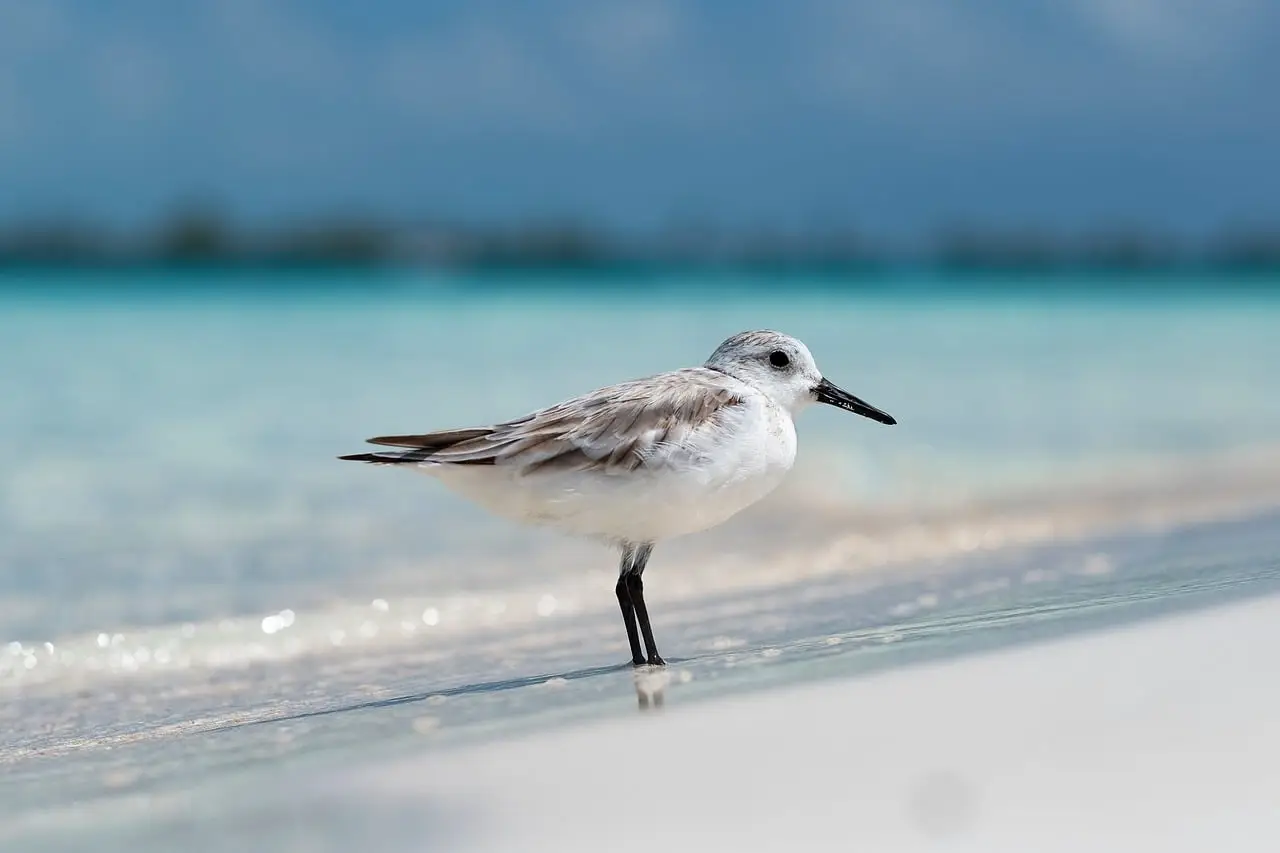 What the Royal Caribbean-Sandals Partnership Means for Travel Advisors - Travel Market Report