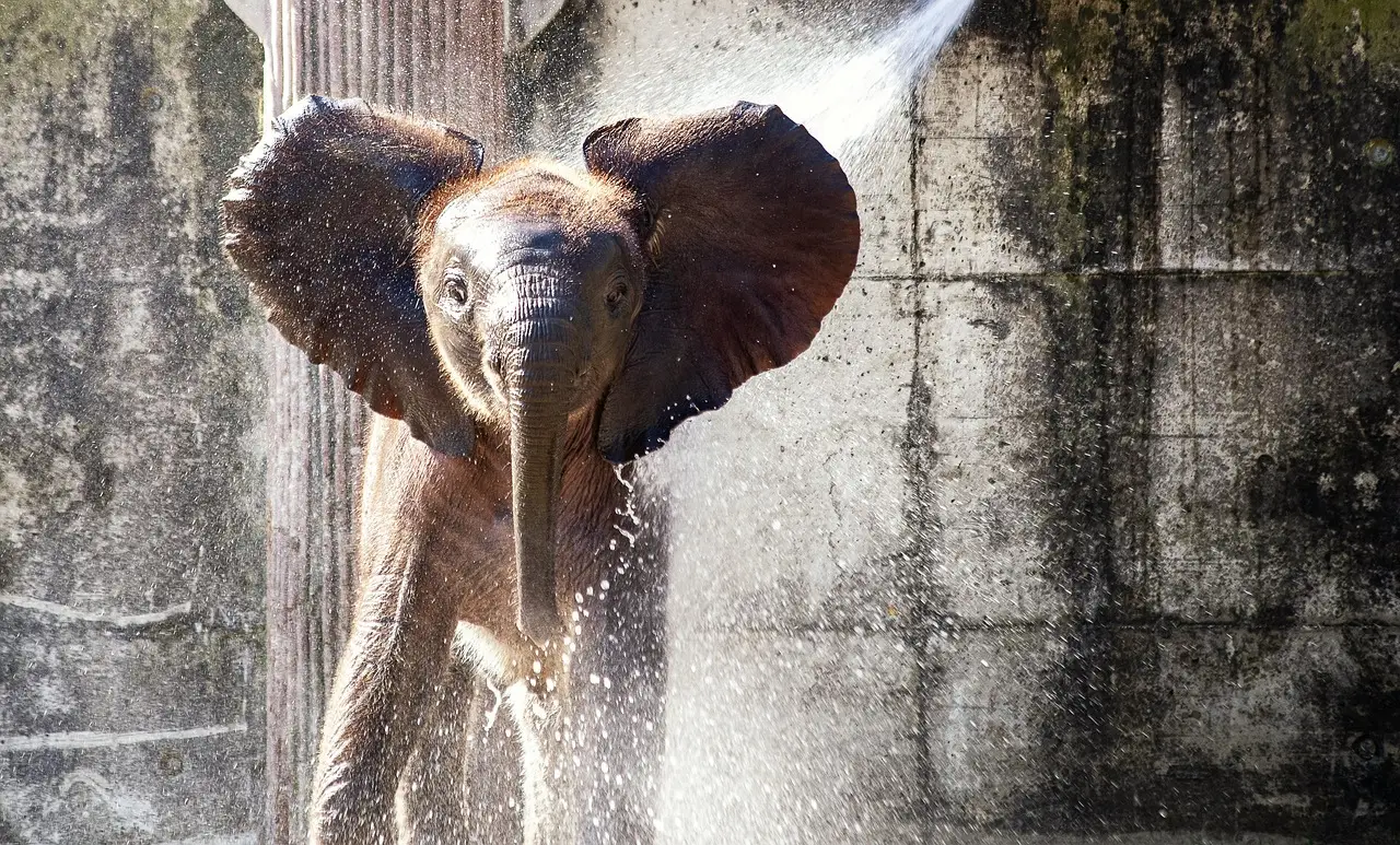 Purple Elephant Ventures raises $4.5M to build travel technology in Africa - PhocusWire